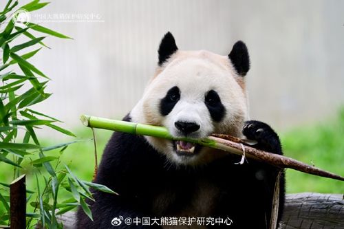 福宝再次进入假孕状态